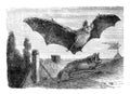 Bat or rearmouse Vespertilio murinus old Antique illustration from Brockhaus Konversations-Lexikon 1908 Royalty Free Stock Photo