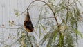 A bat is relaxing after an argument Royalty Free Stock Photo