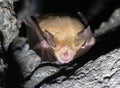 Bat Rhinolophus ferrumequinum Royalty Free Stock Photo