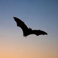 The bat\'s wings are fully extended, showcasing their thin, membranous structure Royalty Free Stock Photo