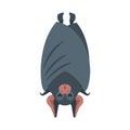 Bat sleep isolated. Night animals vampire. Vector illustration