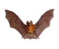 Bat with spread wings isolated on white, scary red tropical bat hipposideros bicolor, horror, taxidermy,