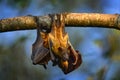 Bat from Uganda. Straw-coloured fruit bat, Eidolon helvum, on the the tree during the evening, Kisoro, Uganda in Africa. Bat