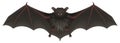 Bat vampire with sharp teeth spread its wings. Halloween symbol accessory Royalty Free Stock Photo