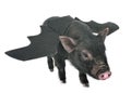 Bat vietnamese pig in studio Royalty Free Stock Photo