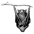 Bat, vintage illustration