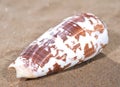 Bat Volute Sea Shell lying on wet sand on the beach. Cymbiola vespertilio. Royalty Free Stock Photo