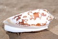 Bat Volute Sea Shell lying on wet sand on the beach. Cymbiola vespertilio. Royalty Free Stock Photo