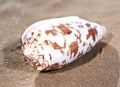 Bat Volute Sea Shell lying on wet sand on the beach. Cymbiola vespertilio.