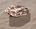 Bat Volute Sea Shell lying on wet sand on the beach. Cymbiola vespertilio. Royalty Free Stock Photo