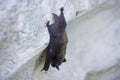 Bat on the Wall on Day Royalty Free Stock Photo