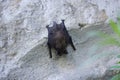 Bat on the Wall on Day Royalty Free Stock Photo