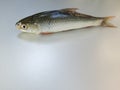 Bata fish image,fish image, Background Blur