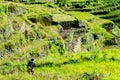 Batad Rice terraces, Banaue, Ifugao, Philippines Royalty Free Stock Photo