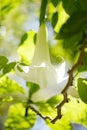 Batata flower