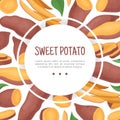 Batata or Sweet Potato Root Vegetable Banner Design Vector Template