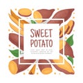 Batata or Sweet Potato Root Vegetable Banner Design Vector Template