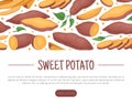 Batata or Sweet Potato Root Vegetable Banner Design Vector Template