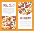 Batata or Sweet Potato Root Vegetable Vertical Banner Design Vector Template