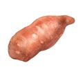 Batata sweet potato watercolor illustration isolated on white