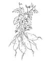 Batatas plant isolated ink sketch.