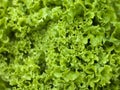 Batavia Lettuce Royalty Free Stock Photo