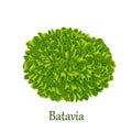 Batavia lettuce, green leafy salad