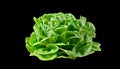 Batavia lettuce. Royalty Free Stock Photo