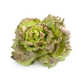 Batavia lettuce isolated Royalty Free Stock Photo