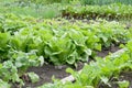 Batavia lettuce plants on a patch Royalty Free Stock Photo