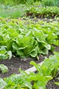 Batavia lettuce plants on a patch Royalty Free Stock Photo