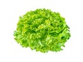 Batavia lettuce salad rosette Royalty Free Stock Photo