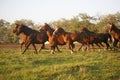 Batch of beautiful horses running across on pasturage