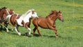 Batch of beautiful horses running on pasturage