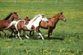 Batch of beautiful horses running on pasturage