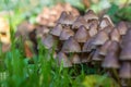 Batch of beautiful small mushrooms