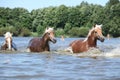 Batch of chestnut horses running in water Royalty Free Stock Photo