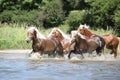 Batch of chestnut horses running in water