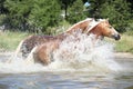 Batch of chestnut horses running in the wather Royalty Free Stock Photo