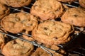 Freshly baked homemade chocolate chip cookies cooling on two wire racks Royalty Free Stock Photo