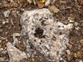 Batch of domestic sheep excrements on stone top view