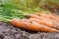 Batch of freshly plucked carrots on ground closeup. Arrange ripe carrots in row. Plant growing, seasonal big harvest. Royalty Free Stock Photo