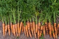 Batch of freshly plucked carrots with thick green haulm on ground, top view. Lay out ripe carrots in single row.