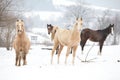 Batch of horses looking at you Royalty Free Stock Photo