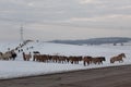 Batch of horses running across the road. Selective and soft focus. Winter landscape with horses and mountains. Royalty Free Stock Photo