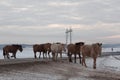 Batch of horses running across the road. Selective and soft focus. Winter landscape with horses and mountains. Royalty Free Stock Photo