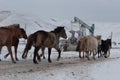 Batch of horses running across the road. Selective and soft focus. Winter landscape with horses and mountains. Royalty Free Stock Photo
