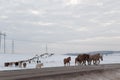 Batch of horses running across the road. Selective and soft focus. Winter landscape with horses and mountains. Royalty Free Stock Photo