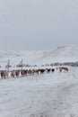 Batch of horses running across the road. Selective and soft focus. Winter landscape with horses and mountains. Royalty Free Stock Photo