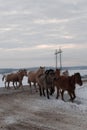 Batch of horses running across the road. Selective and soft focus. Winter landscape with horses and mountains. Royalty Free Stock Photo